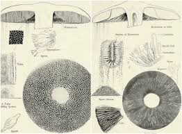 The most important reason to make spore prints is to check the color for identification purposes. How To Make Spore Prints Milkwood
