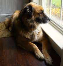 Repair Pet Damage To Window Sills