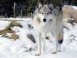 In 1995 and 1996, 66 wolves from southwestern canada were reintroduced to yellowstone national park (ynp) (31 wolves) and central idaho (35 wolves). After 70 Years Wolves Have Been Reintroduced At Yellowstone National Park And The Results Are Amazing Greener Ideal