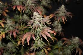 Dakine 420 Cannabis Nutrients Grow Media Hemp Fertilizer