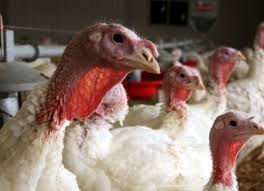 Also known as avian influenza, bird flu is an infectious disease of birds caused by a variant of the standard influenza a virus. Dayton Declares State Of Emergency Over Bird Flu Mpr News