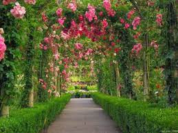Beautiful Rose Flowers Garden Hd