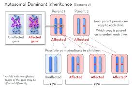 inheritance patterns for single gene