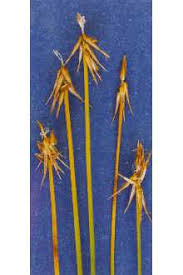Plants Profile for Carex microglochin (fewseeded bog sedge)