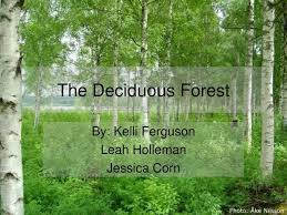 ppt the deciduous forest powerpoint
