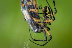 are yellow garden spiders poisonous or