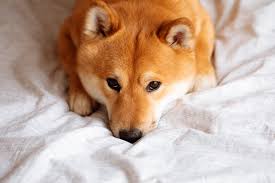 The shiba inu (柴犬, japanese: Bnworikjuikxwm
