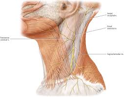 Learn this topic fast with head and neck muscle anatomy reference charts. Surgical Anatomy Of The Neck Ento Key