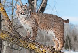 bobcat images browse 44 170 stock