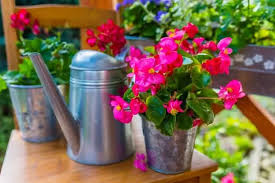Watering Begonias: Finding the Right Balance