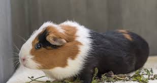 Guinea Pigs During The Cold Winter Months