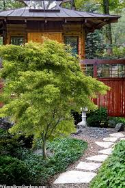 Buy Eagle S Claw Japanese Maple Acer
