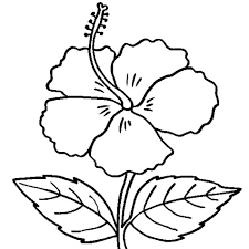All hibiscus flower coloring page pages free printable with. Free Printable Hibiscus Coloring Pages For Kids