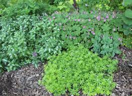 15 ground cover shade plants momcrieff