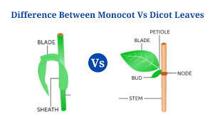 monocot leaves vs dicot leaves