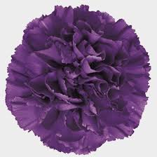 Here are just a few random pictures of flowers for you to enjoy. Moonshade Fancy Deep Purple Carnation Flowers Wholesale Blooms By The Box