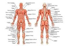 Wie trainiert man die Rückenmuskeln?