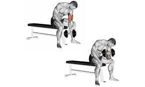 the best bicep exercises for building