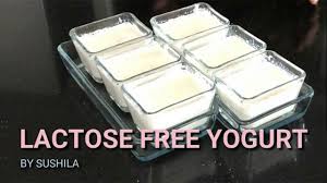 lactose free yogurt recipe yogurt