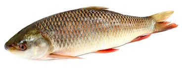 rohu fish images browse 1 062 stock