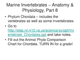 Ppt Marine Invertebrates Anatomy Physiology Survey Pt
