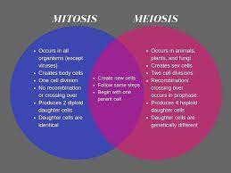 The Similarities And Differences Between Mitosis And Meiosis gambar png