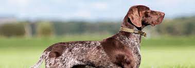 german shorthaired pointer dog breed