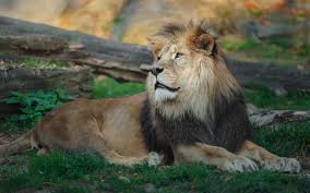 lion pride stock photos images and