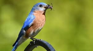 6 Proven Ways To Attract Bluebirds