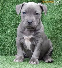 Breeders and exhibitors of grand champion, health tested dogs for pet and show homes—specializing in blue and black. American Staffordshire Amstaff American Staffy