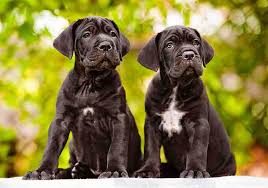 Very distinguished, he expresses strength, agility and endurance. Purchase Cane Corso Puppy Food Up To 62 Off