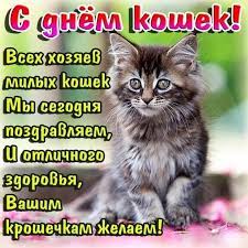 До конца года остается 145 дней. 8 Avgusta V Vsemirnyj Den Koshek Postcard Cat Quotes Lockscreen Screenshot
