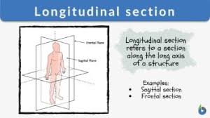 longitudinal section definition and