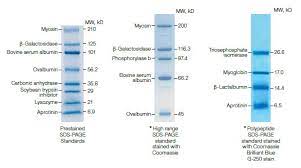 western blot protein standards