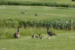 Wild Geese On A Golf Course Stock Photo - Download Image Now ...