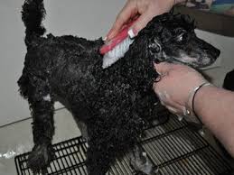setting the german trim on a toy poodle