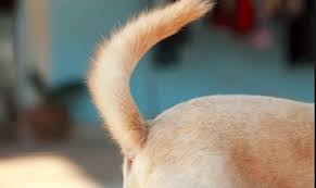 hair on my dog s tail falling out