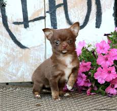 chihuahua puppies greenfield