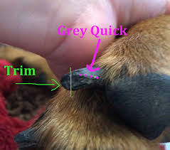 how much to trim off dog nails dog