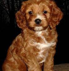Here is a link to their website: Cockapoo Of Excellence Cockapoo Puppies For Sale Cockapoo Breeder