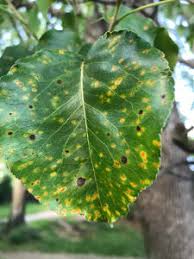 spots on your pear tree pear rust