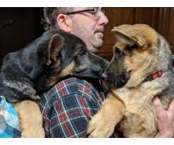 The american kennel club describes their temperament as confident, courageous, and smart herding dogs.﻿﻿ 2 Boys German Shepherd Puppies In Wichita Kansas Puppies For Sale Near Me