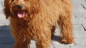 Complete Guide On Labradoodle Size And Weight Labradoodles