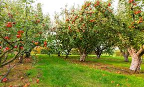 apple trees ing growing
