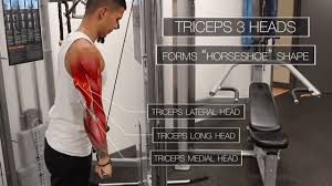 the best science based triceps workout
