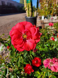 scarlet flower carpet rose rosa x
