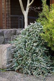 blue rug juniper juniperus