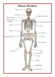 Skeleton Bones And Internal Organs Teaching Resources