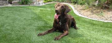 Artificial Grass For Dogs And Pet Areas