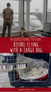 before flying with a large dog
